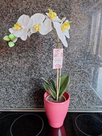 Orchidee voor moederdag