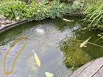Steur, Dieren en Toebehoren, Vissen | Vijvervissen, Steur