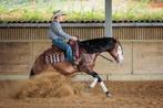 AQHA hengst ter dekking, Dieren en Toebehoren, Paarden, Hengst