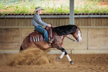AQHA hengst ter dekking beschikbaar voor biedingen