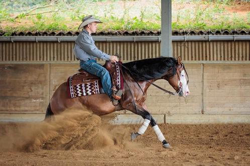 AQHA hengst ter dekking, Dieren en Toebehoren, Paarden, Hengst