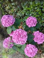 Mooie roze hortensia, Ophalen, Zomer, Vaste plant, Overige soorten