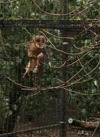 Kerkuil, Dieren en Toebehoren, Geringd