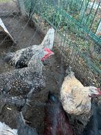 kippen te koop, Dieren en Toebehoren, Kip