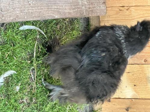 Jonge zijdehoen ( hennen ), Dieren en Toebehoren, Pluimvee, Kip, Vrouwelijk