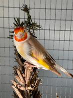 Man distelvink putter, Dieren en Toebehoren, Vogels | Overige Vogels, Mannelijk, Wildzangvogel, Geringd