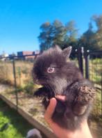 2 kleine konijnen en ouders, Dieren en Toebehoren, Ophalen