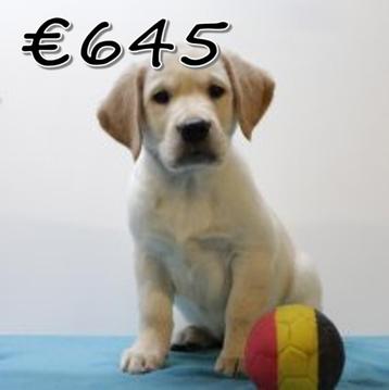 Blonde & Zwart Labrador puppy's te koop (Belgisch) beschikbaar voor biedingen