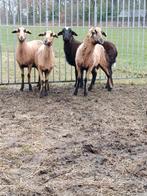 Belles brebis à ventre noir de la Barbade, Animaux & Accessoires