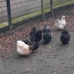 2 zijdenhoender hanen, Dieren en Toebehoren, Pluimvee, Mannelijk, Kip