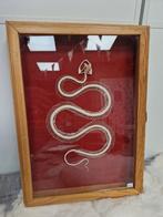 Groot slangenskelet in antieke vitrine, Comme neuf, Enlèvement ou Envoi