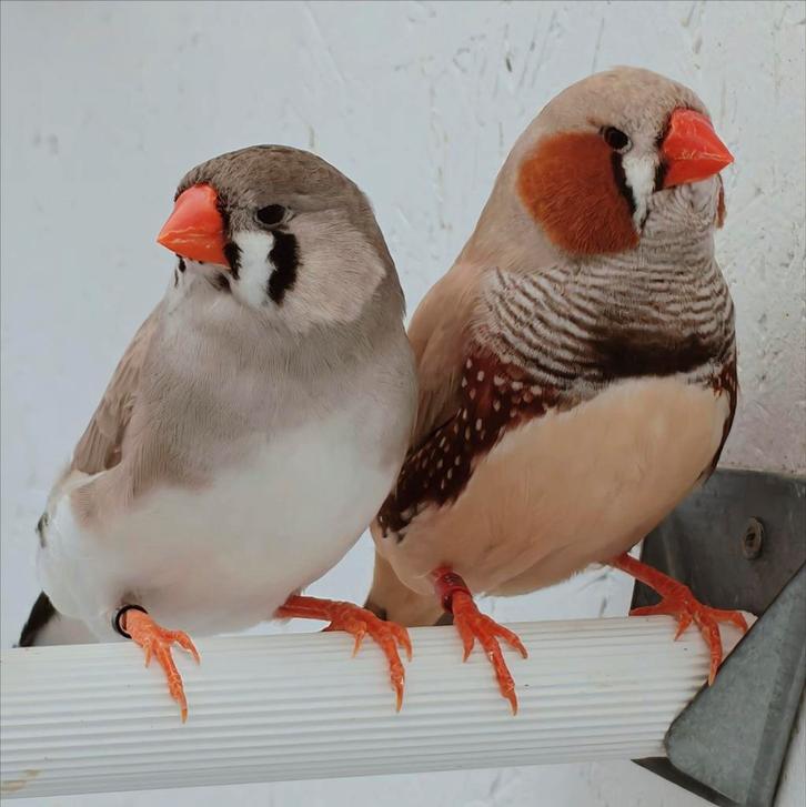 Grote zebravinken koppels, Dieren en Toebehoren, Vogels | Overige Vogels, Tropenvogel