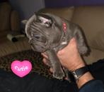 FRANSE BULLDOGS, Particulier, 8 à 15 semaines, Bouledogue, Plusieurs