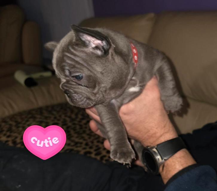 FRANSE BULLDOGS, Animaux & Accessoires, Chiens | Bouledogues, Pinschers & Molossoïdes, Plusieurs animaux, Bouledogue, Particulier