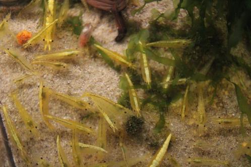 Yellow fire neon backstripe garnaal, Dieren en Toebehoren, Vissen | Aquariumvissen, Zoetwatervis, Kreeft, Krab of Garnaal, Schoolvis