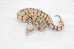 Python Regius - Blade Spotnose (YB) Super Pastel H-Clown, Animaux & Accessoires, Reptiles & Amphibiens, Serpent, Domestique, 0 à 2 ans