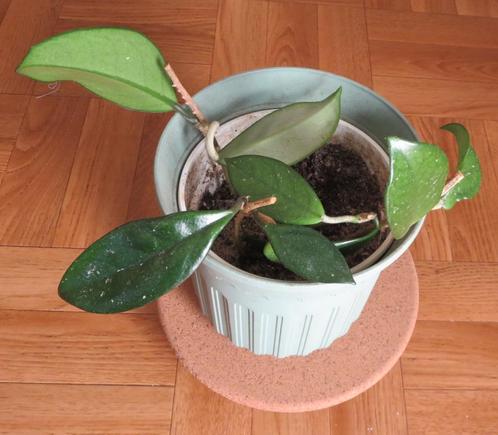 Hoya, Huis en Inrichting, Kamerplanten, Overige soorten, Bloeiende kamerplant, In pot, Ophalen
