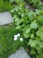 Verse eieren, Tuin en Terras, Ophalen