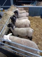 Les agneaux du Suffolk et de Swifter, Animaux & Accessoires, Moutons, Chèvres & Cochons, Mouton, Mâle, 0 à 2 ans