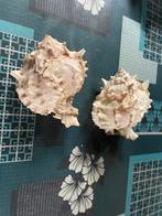 Schelpen, Verzamelen, Mineralen en Fossielen, Ophalen of Verzenden, Schelp(en)