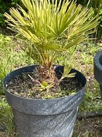 Palmboom, Tuin en Terras, Planten | Tuinplanten, Ophalen of Verzenden