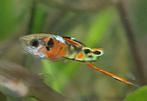 Endlers guppy, Dieren en Toebehoren, Vis