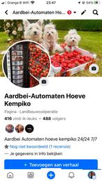 Aardbei automaten 24/7 provincie antwerpen, Enlèvement ou Envoi