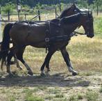 2 hackney pony's te koop, Dieren en Toebehoren, Merrie, B pony (1.17m tot 1.27m), 11 jaar of ouder