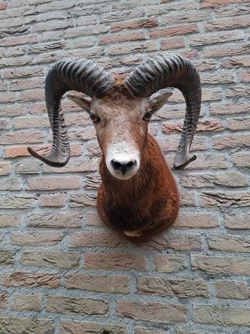 Mouflon monté, taxidermie, chasse à tête de mort, bois, cerf, Enlèvement, Animal sauvage, Bois ou Tête