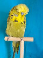 groene gele gezicht Engelse grasparkiet