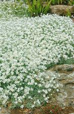 Cerastium tomentosum ‘Silberteppich’, Tuin en Terras, Planten | Tuinplanten, Ophalen