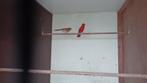 Rode kardinalen te koop, Dieren en Toebehoren, Meerdere dieren, Wildzangvogel, Geringd