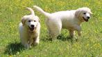 Golden retriever pups, Dieren en Toebehoren, Golden retriever, België, CDV (hondenziekte), 8 tot 15 weken