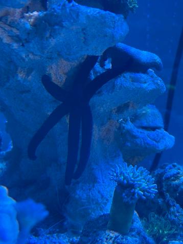 Echinaster Luzonicus beschikbaar voor biedingen