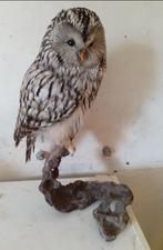 Taxidermie strix uralensis met cites, Verzamelen, Dierenverzamelingen, Verzenden, Zo goed als nieuw, Vogel, Opgezet dier