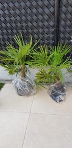 2 mooie palmen, Tuin en Terras, Planten | Tuinplanten, Halfschaduw, Vaste plant, Overige soorten, Ophalen