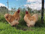 Cochin groothoender buff haan, Dieren en Toebehoren, Pluimvee, Mannelijk, Kip