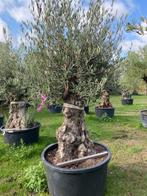 Oude olijfboom & stoere geleefde stam NR:BA 44, Tuin en Terras, Planten | Bomen, 100 tot 250 cm, Olijfboom, Zomer, Ophalen