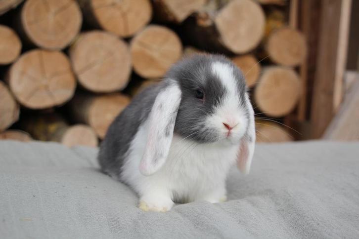 Nhd rammelaars, Dieren en Toebehoren, Konijnen, Dwerg, Mannelijk, 0 tot 2 jaar, Hangoor