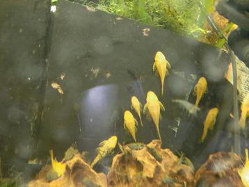 Jonge albino ancistrussen (= geel met rode ogen) beschikbaar voor biedingen