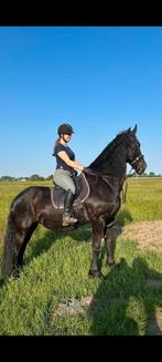 Friese Merrie, Dieren en Toebehoren, Paarden, Merrie