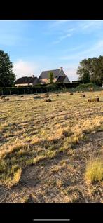 Kleine botten hooi, Dieren en Toebehoren, Dierenvoeding, Ophalen