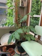 Walnotenboom, Ophalen, In pot, 100 tot 250 cm