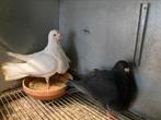 Couples Pigeons reproducteurs top qualité (plusieurs races), Dieren en Toebehoren, Vogels | Duiven, Overige soorten