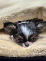 Chihuahua pups, reutjes, chocotricolor, zwarttricolor,creme, Hépatite contagieuse (maladie de Rubarth), Chien (mâle), Belgique