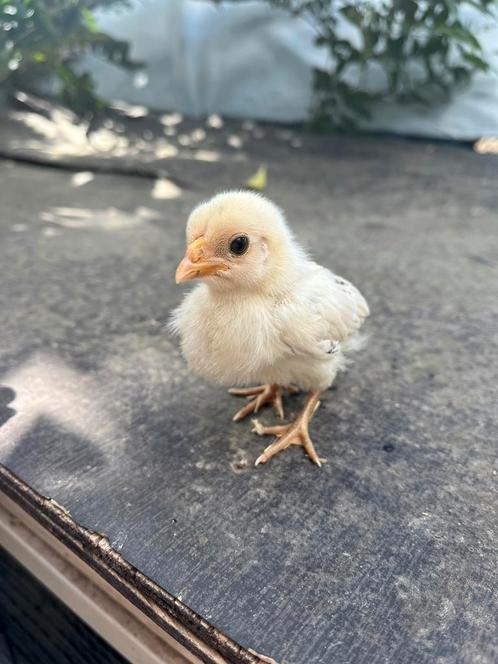 Lieve kuikens - Sebright x Waase Kriel, Dieren en Toebehoren, Pluimvee, Kip, Meerdere dieren