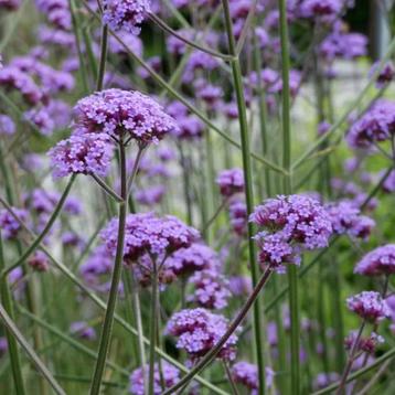 verbena bonariensis - ijzerhard volwassen planten beschikbaar voor biedingen