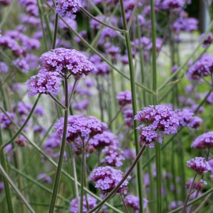 verbena bonariensis - ijzerhard volwassen planten, Tuin en Terras, Planten | Tuinplanten, Vaste plant, Overige soorten, Volle zon