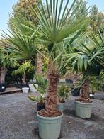 Winterharde palmboom Trachycarpus Fortunei, Ophalen