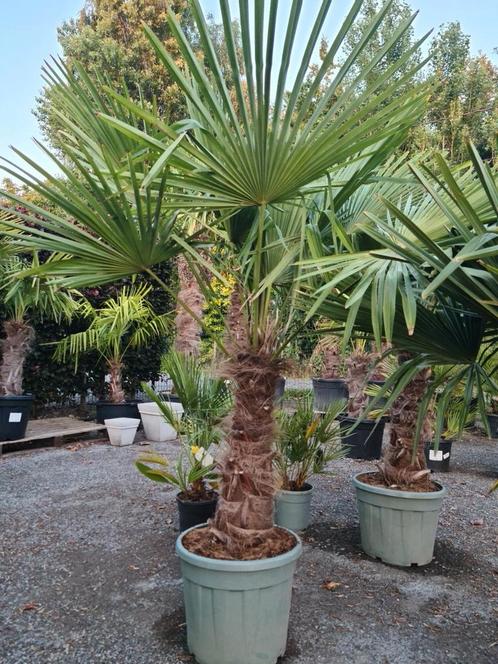 Winterharde palmboom Trachycarpus Fortunei, Tuin en Terras, Planten | Bomen, Ophalen